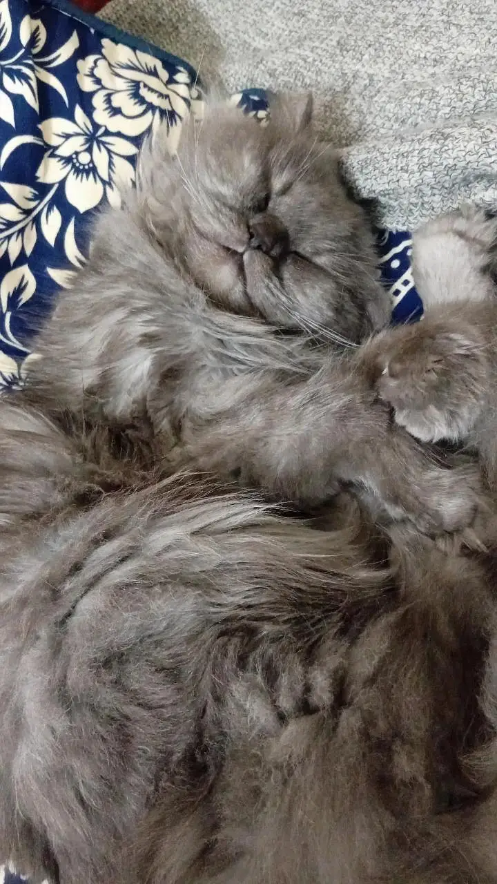 Persian/ Semi punched Grey cat for urgent sale — photo 6