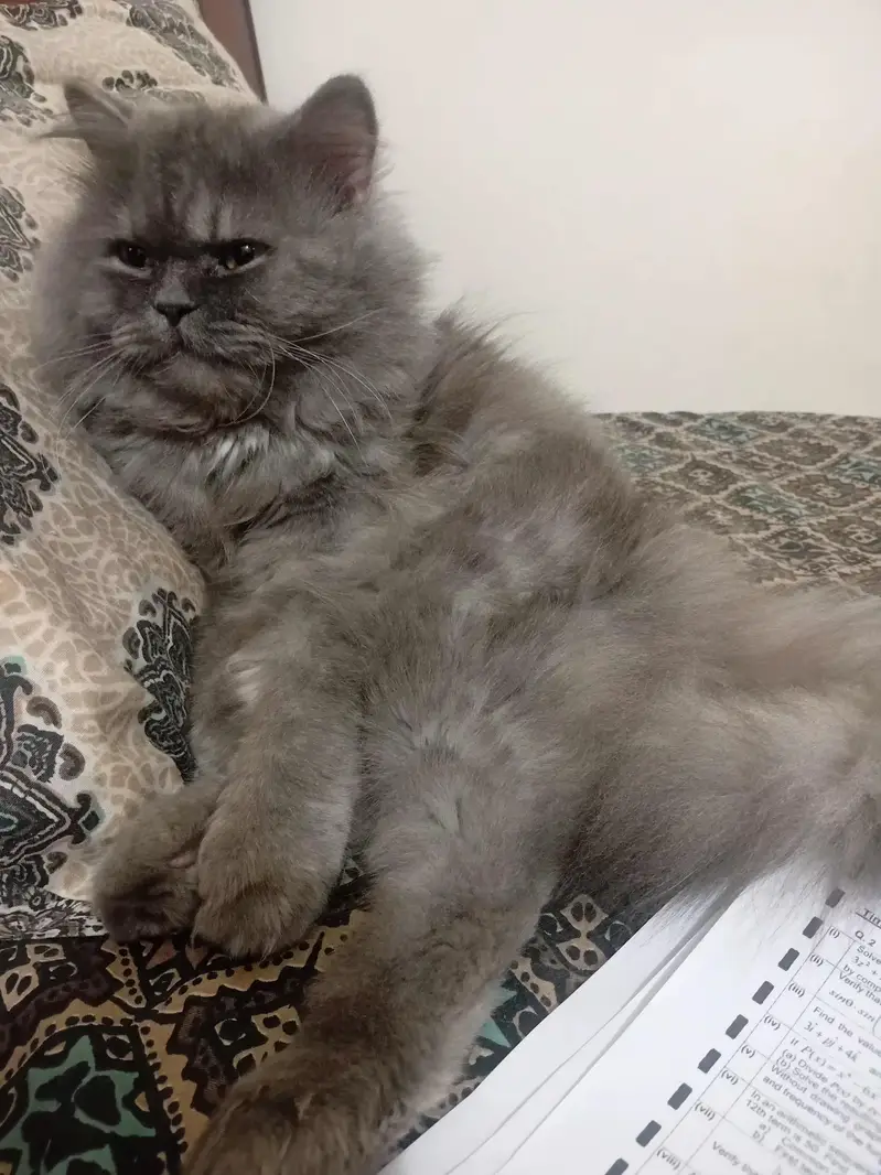 Persian/ Semi punched Grey cat for urgent sale — photo 7
