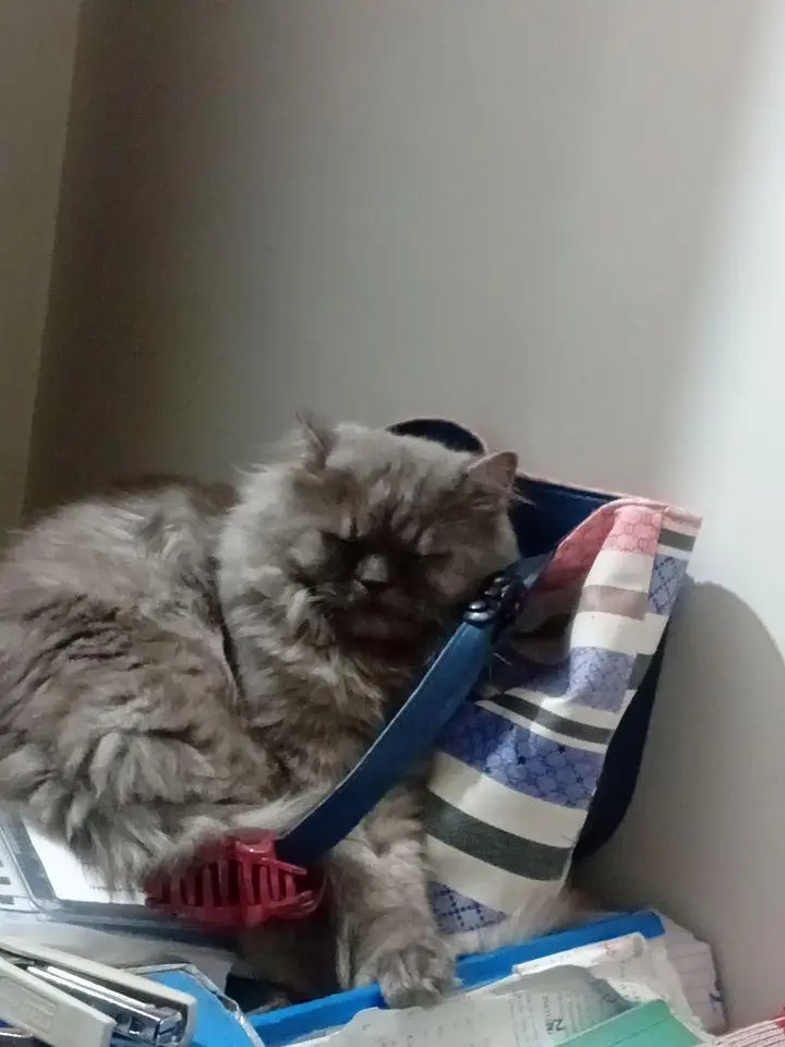Persian/ Semi punched Grey cat for urgent sale — photo 8