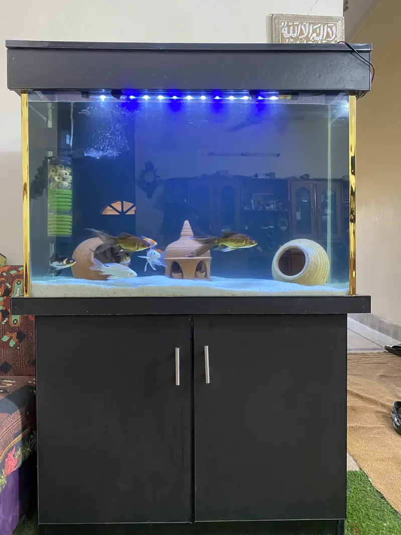 Aquarium with All Accessories & Fishes — photo 2