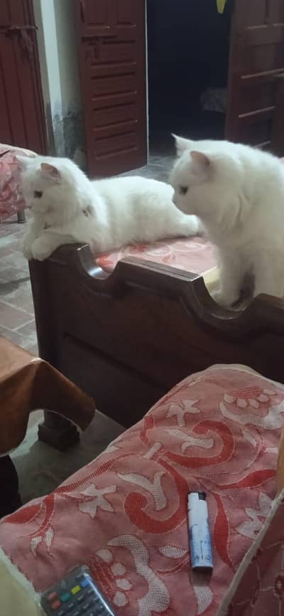 Persian kitten cat pair for sale