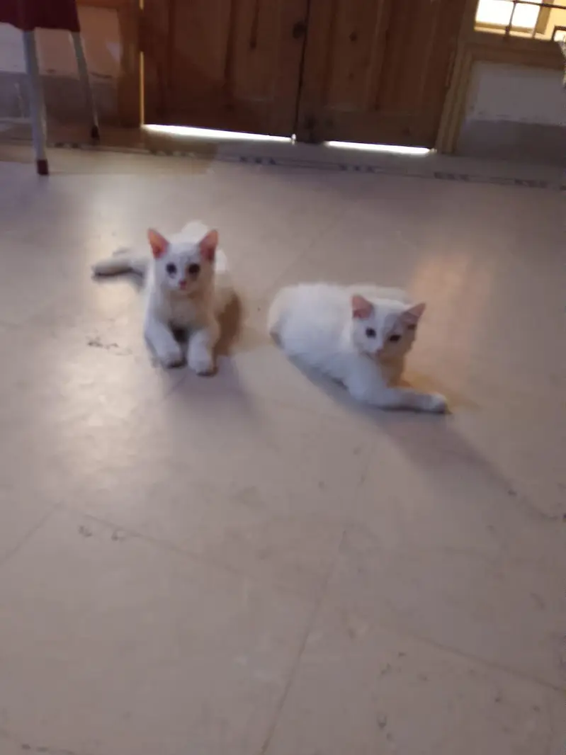 Persian kitten cat pair for sale — photo 2