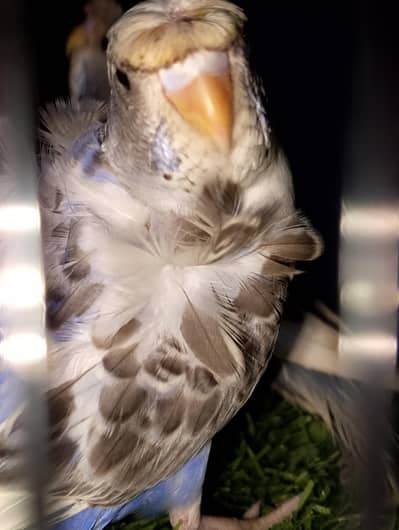 MAASHAALLAH RECESSIVE PIED HOGOROMO FRESH PAIR FOR SALE