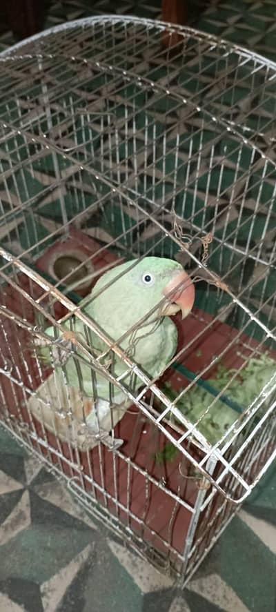 Female tamed raw parrot