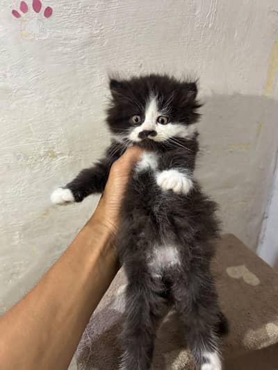 pure Persian breed Quality kittens