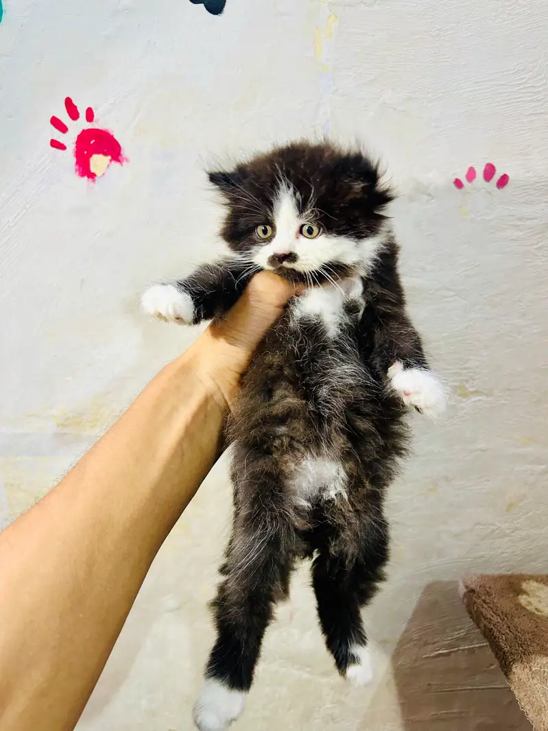 pure Persian breed Quality kittens — photo 2