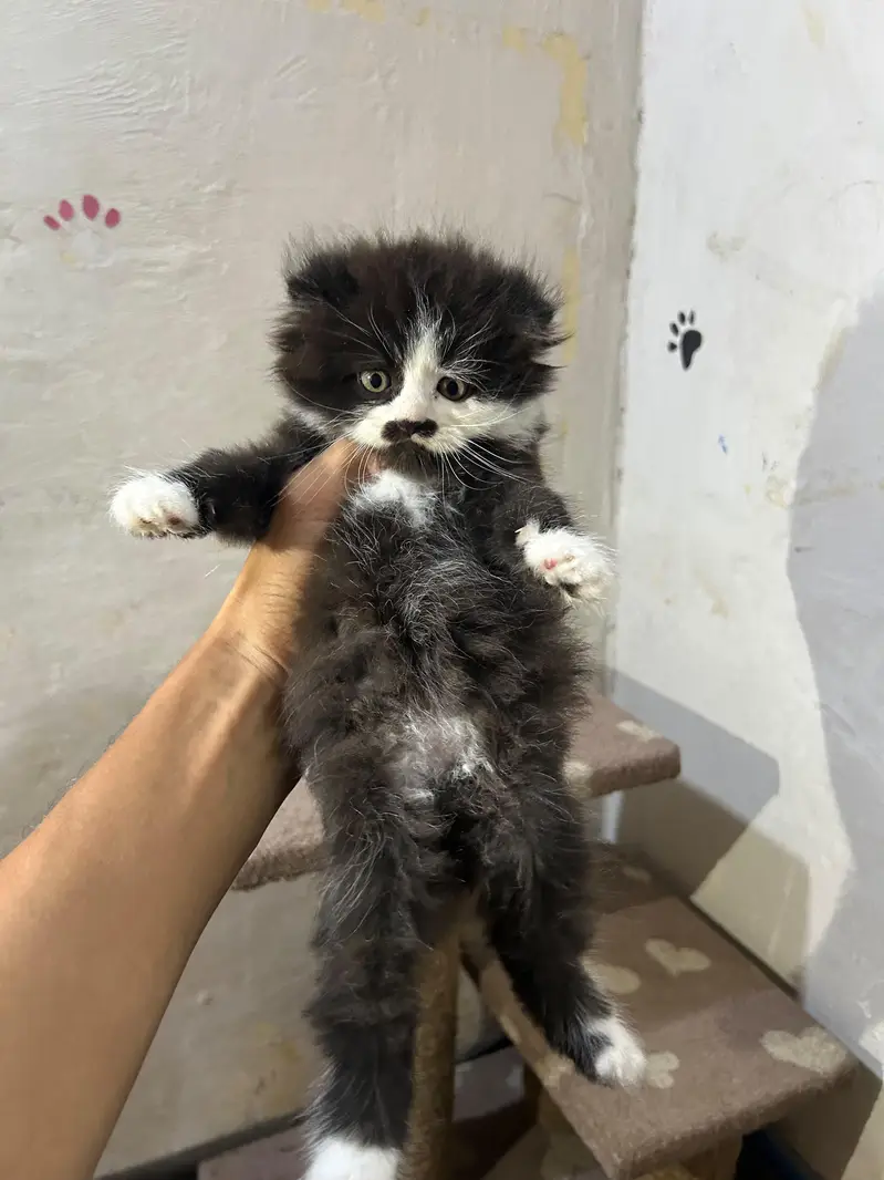 pure Persian breed Quality kittens — photo 3