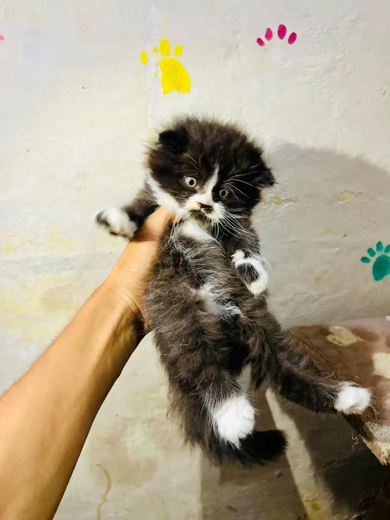 pure Persian breed Quality kittens — photo 4