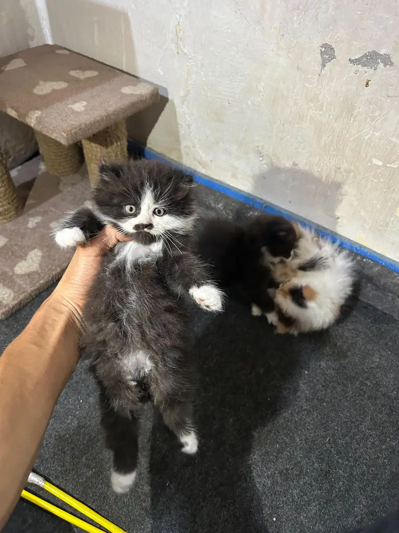 pure Persian breed Quality kittens — photo 5