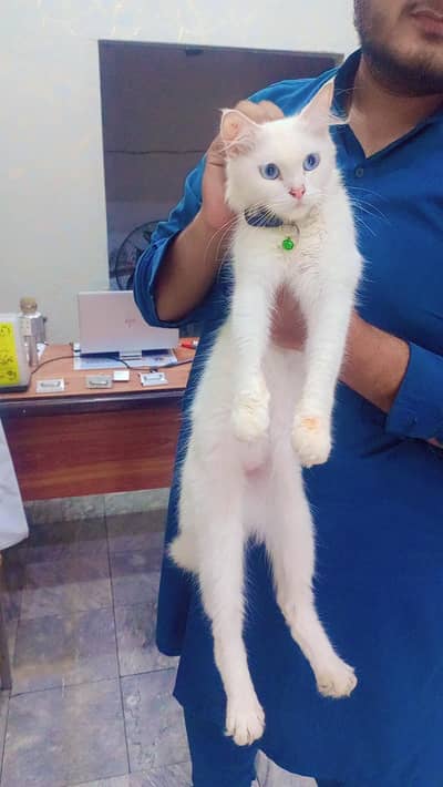 Persian cats tripple coat blue eyes male and female