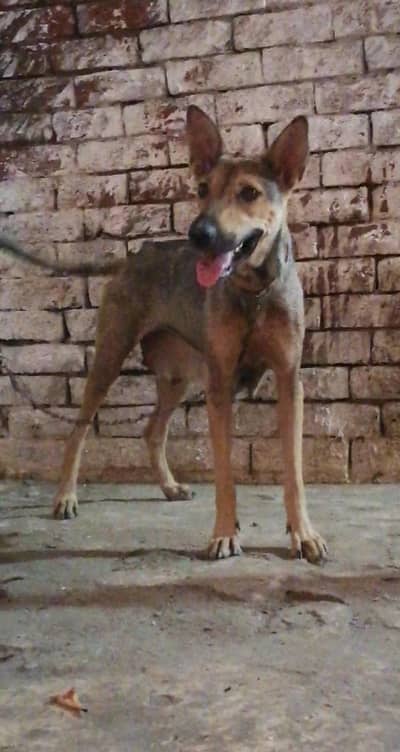 Alsatian female available for sale