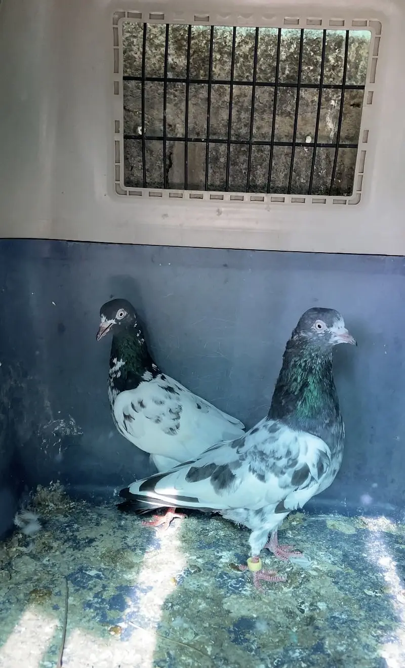 Teddy pair aur teddy patha — photo 2