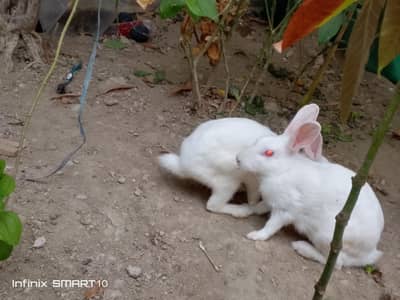 rabbit