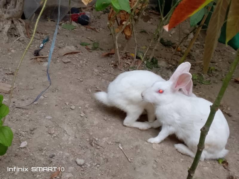 rabbit 0