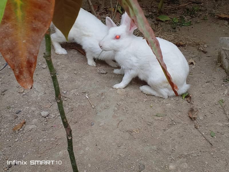 rabbit 1