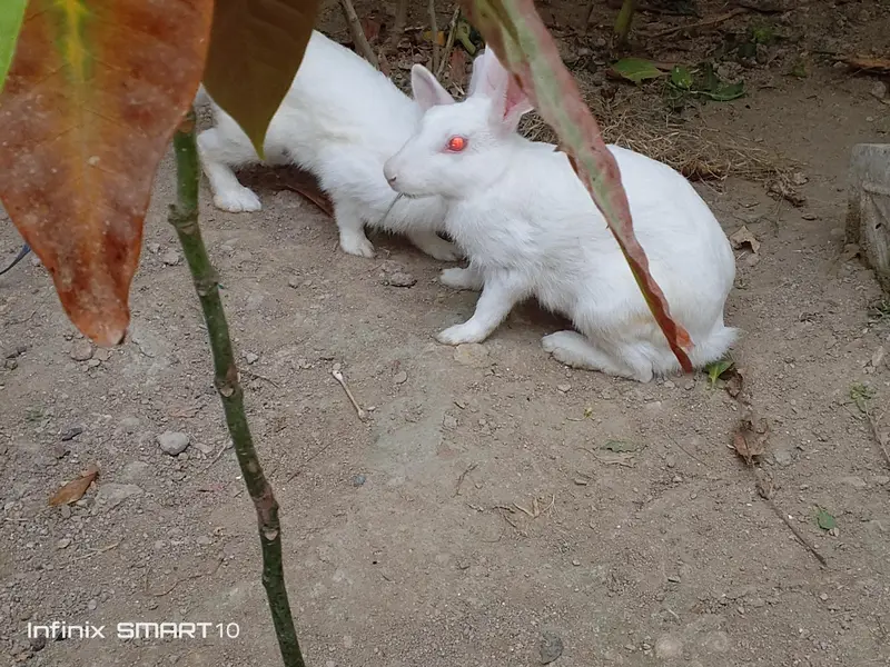 rabbit — photo 2