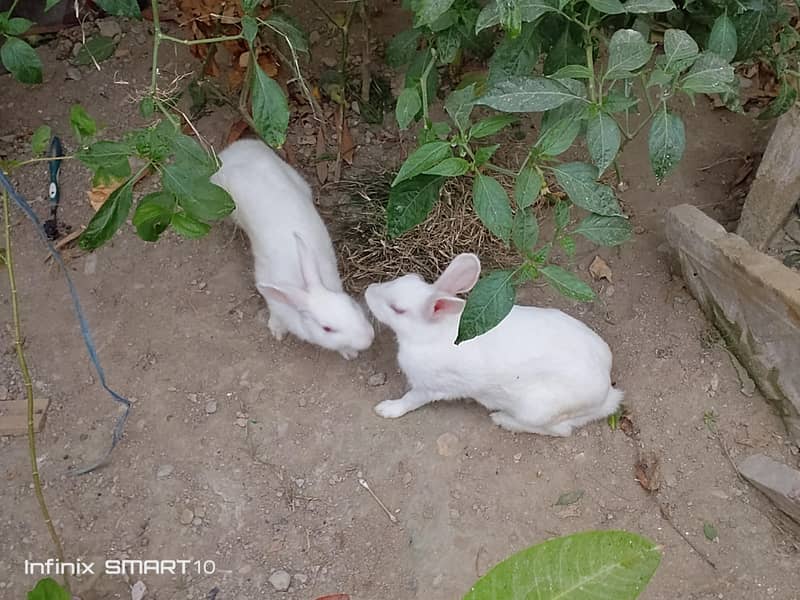 rabbit 2