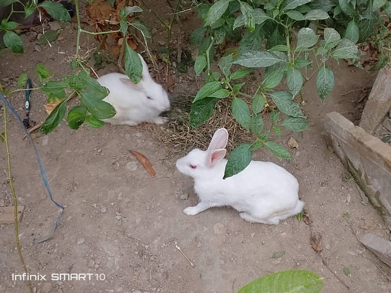 rabbit 3