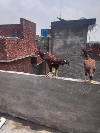 jora Aseel  for sell sirf buyers rabta kary shukaria phone