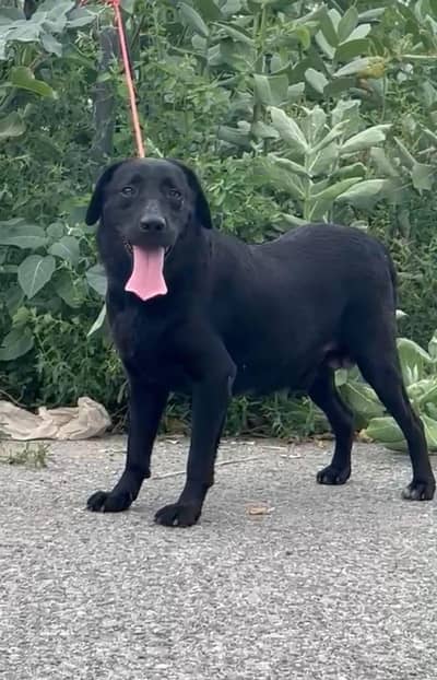 Labrador male  dog for sale