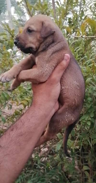 Alsatian female puppy for sale