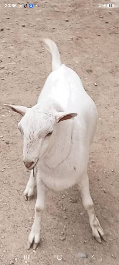 teddy bakra for sale goat