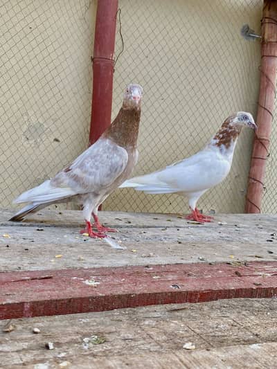 Indian Lakha Pair For Sale