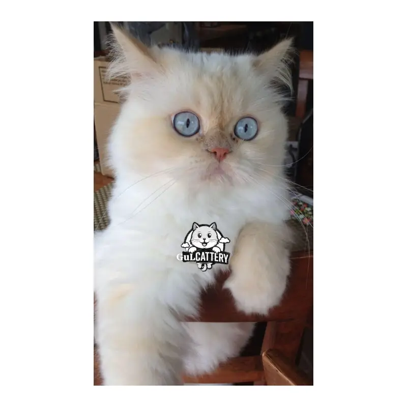 CASH ON DELIVERY ALSO DOOR STEP  AVAILABLE — photo 12