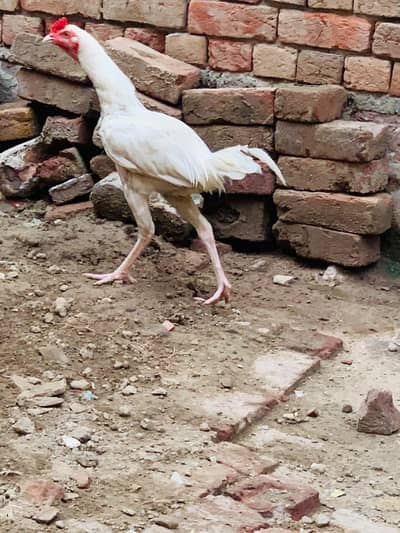 paper white hera murga hen