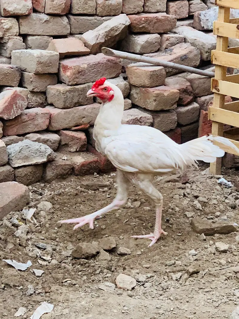 paper white hera murga hen — photo 2