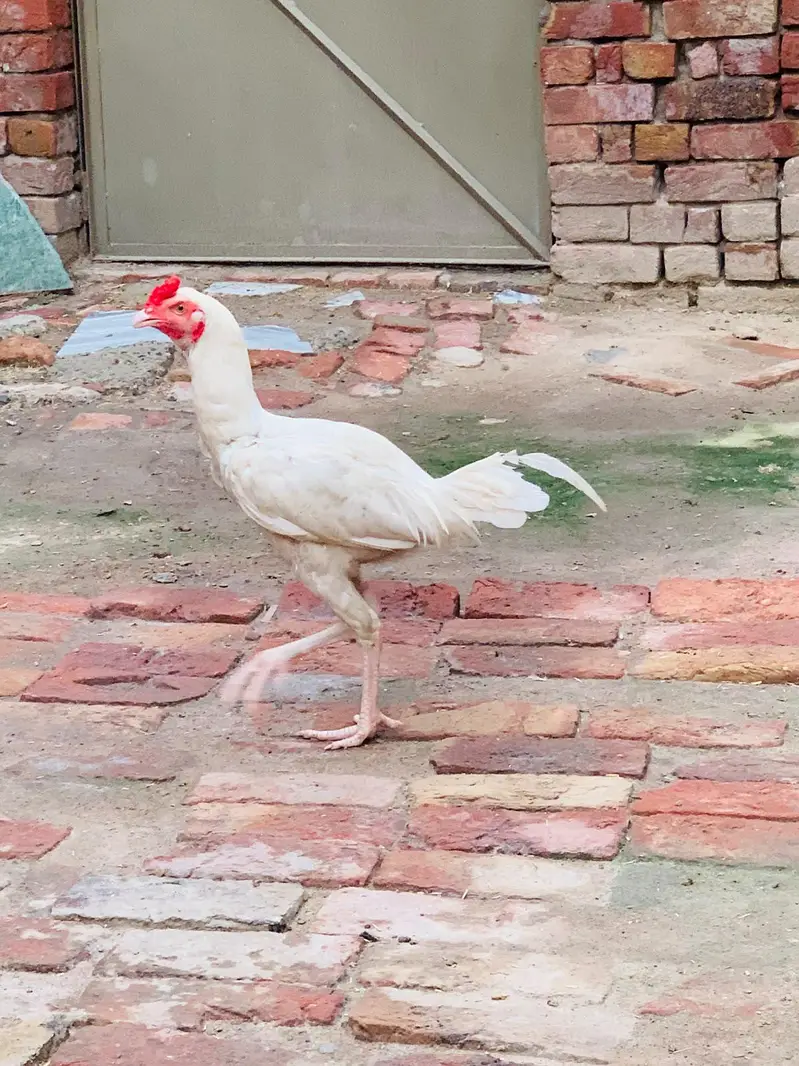 paper white hera murga hen — photo 3