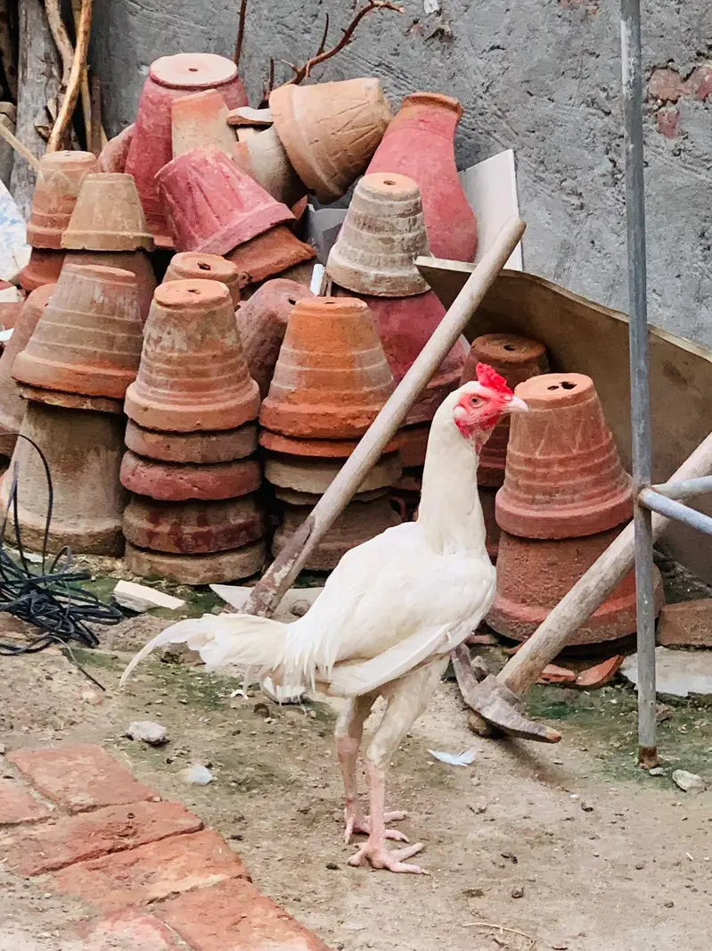 paper white hera murga hen — photo 4
