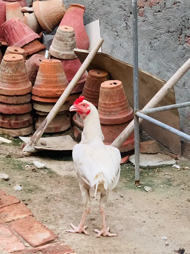paper white hera murga hen — photo 5