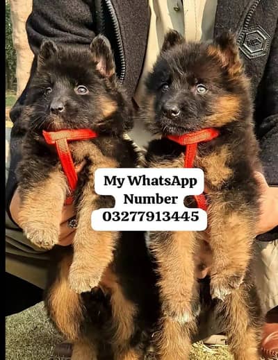 German Shepherd puppy for sale
