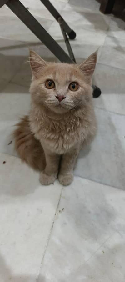 A little cat baby boy 3 coded beautiful and cute cat complete vaccine