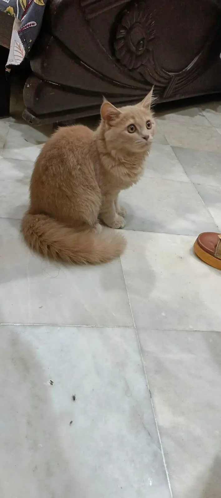 A little cat baby boy 3 coded beautiful and cute cat complete vaccine — photo 2