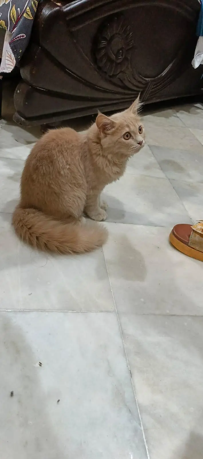 A little cat baby boy 3 coded beautiful and cute cat complete vaccine — photo 3