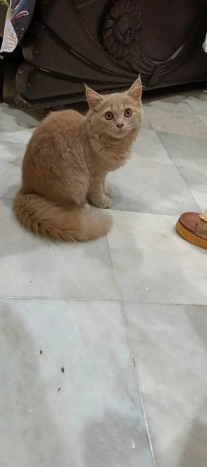 A little cat baby boy 3 coded beautiful and cute cat complete vaccine — photo 4