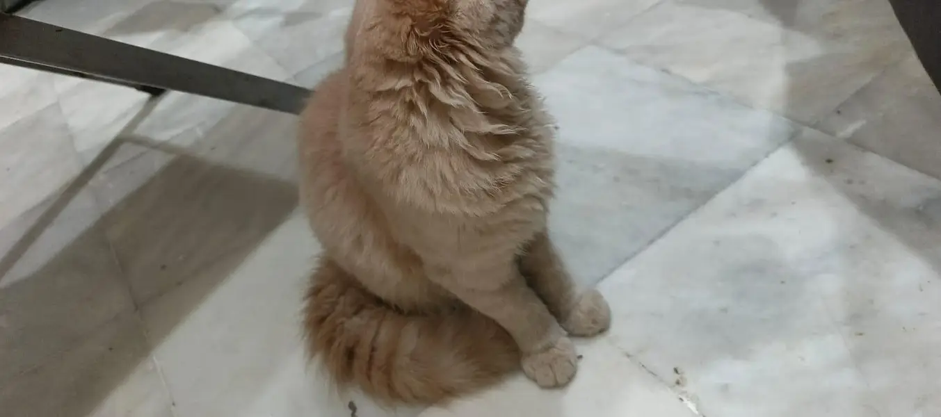 A little cat baby boy 3 coded beautiful and cute cat complete vaccine — photo 5