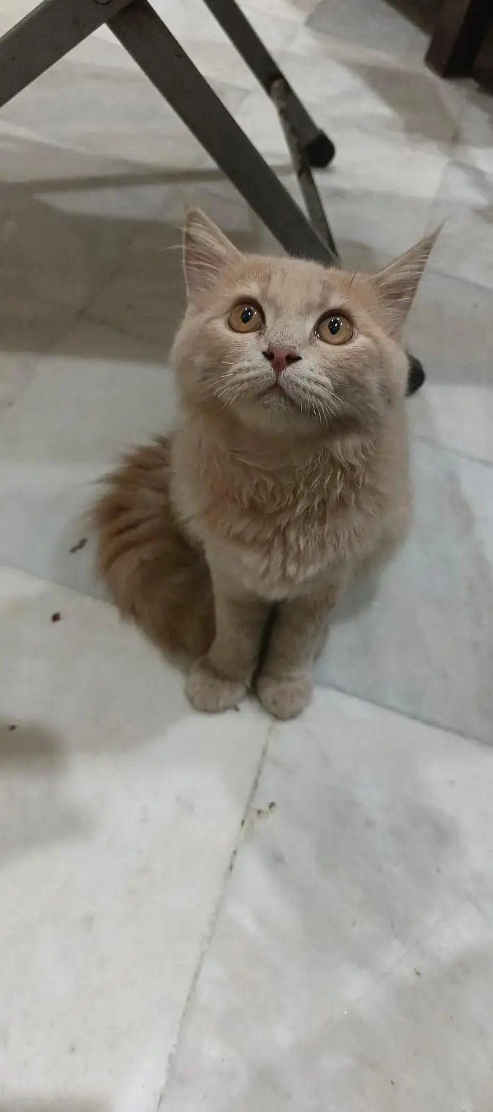A little cat baby boy 3 coded beautiful and cute cat complete vaccine — photo 6