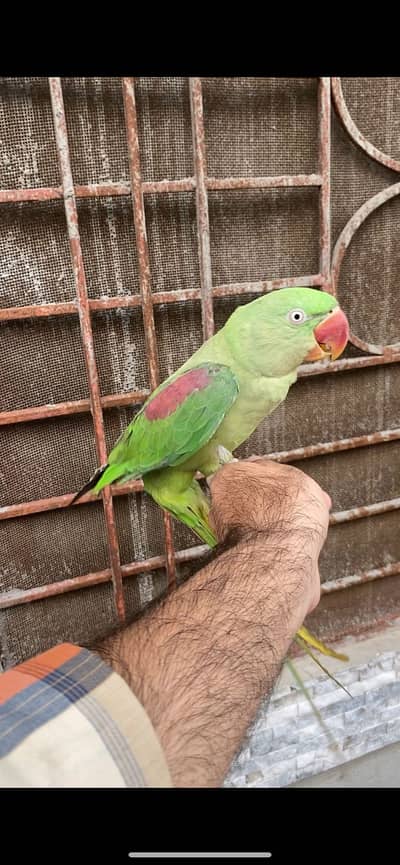 Raw parrot