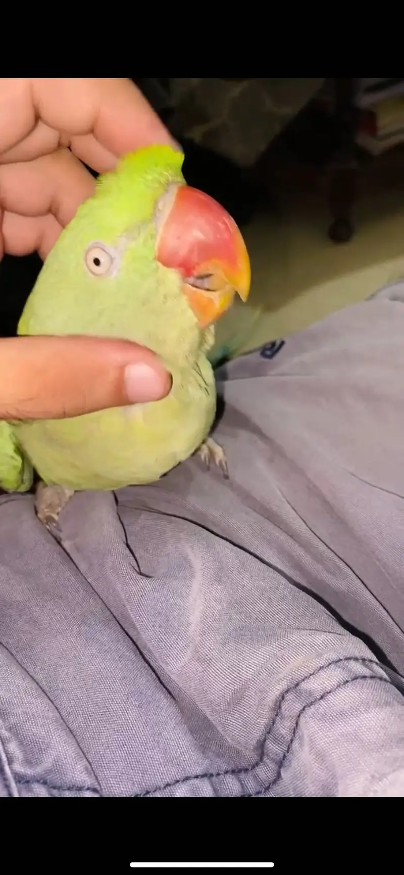 Raw parrot — photo 2