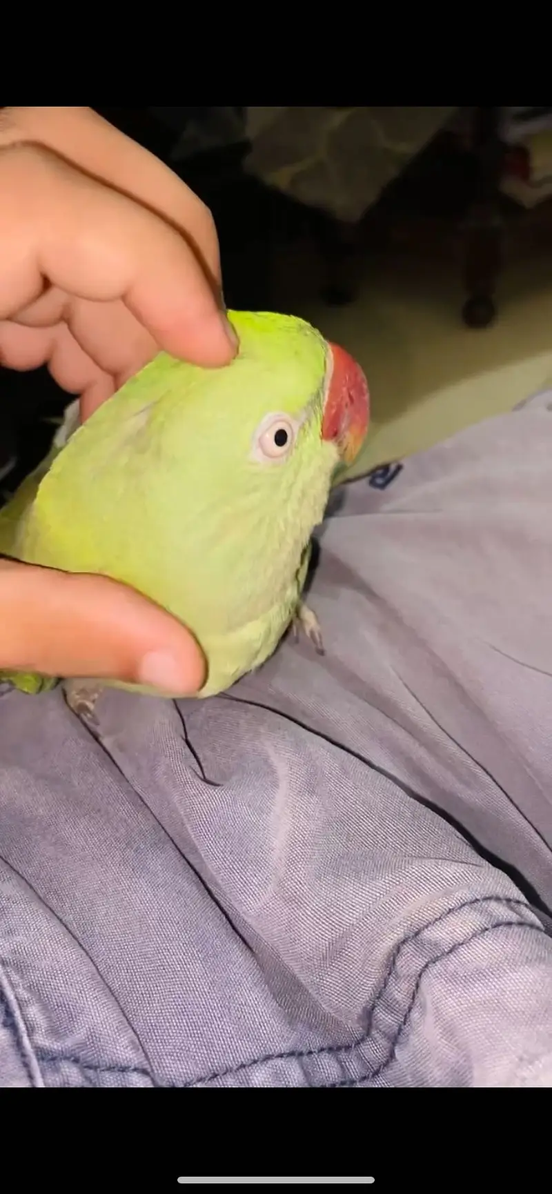 Raw parrot — photo 3
