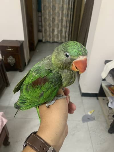 Raw parrot chicks self chicks fly tame chicks full tame chicks good