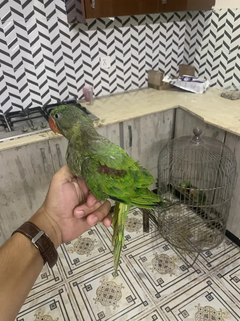 Raw parrot chicks self chicks fly tame chicks full tame chicks good — photo 2
