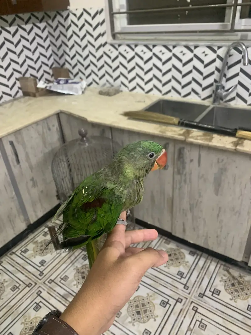 Raw parrot chicks self chicks fly tame chicks full tame chicks good — photo 3