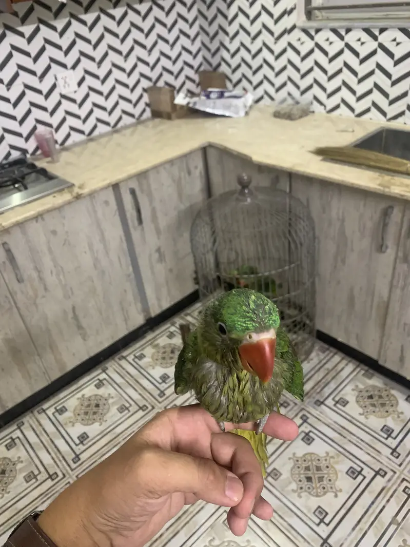 Raw parrot chicks self chicks fly tame chicks full tame chicks good — photo 4