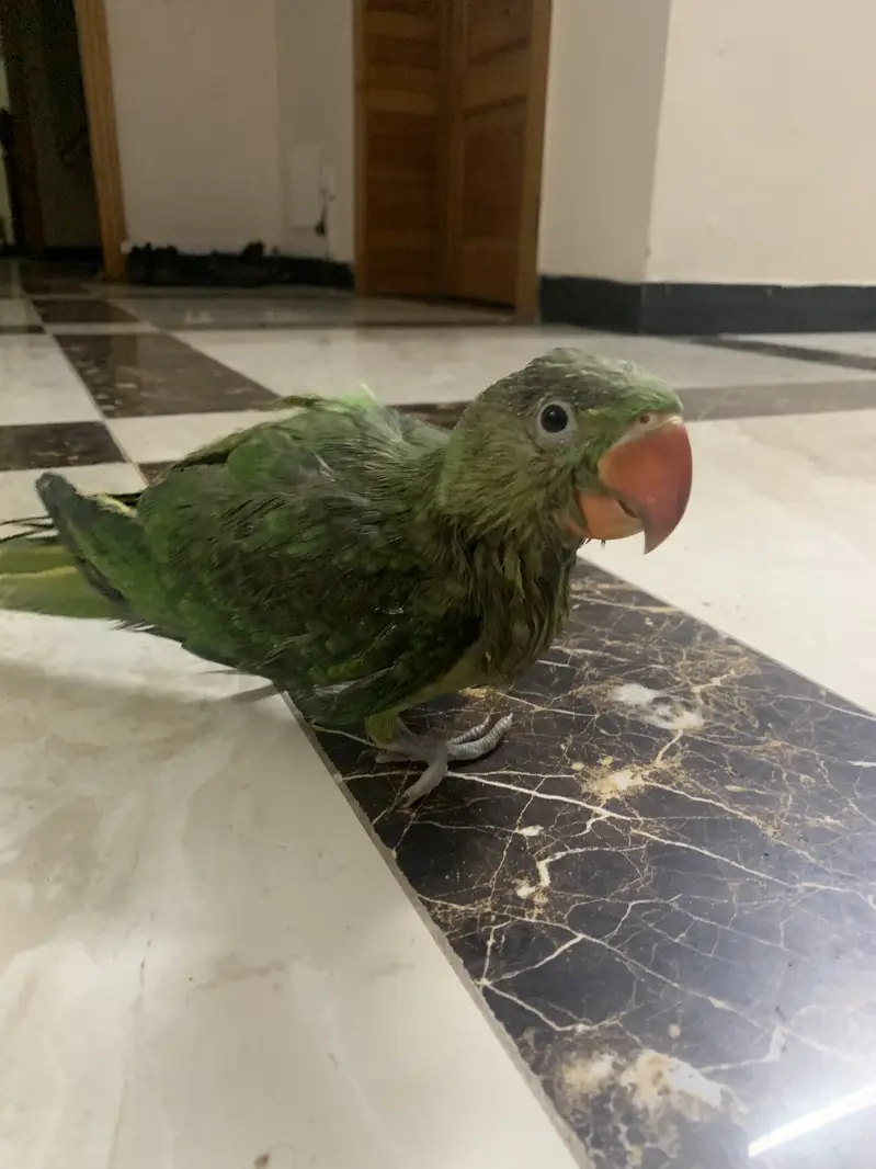 Raw parrot chicks self chicks fly tame chicks full tame chicks good — photo 5
