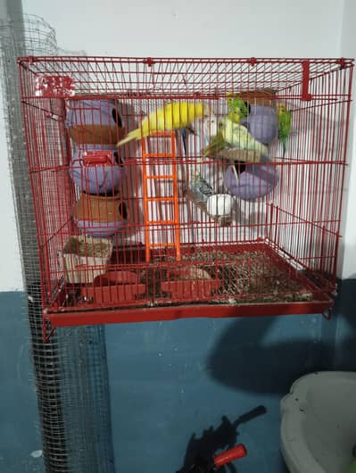 Australian parrot with cage