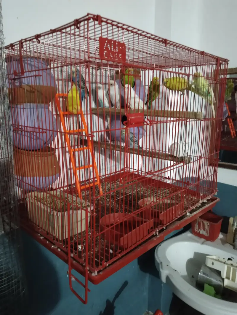 Australian parrot with cage — photo 2